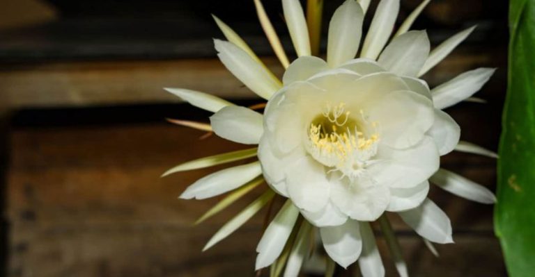 22 Stunning Night-Blooming Plants for a Magical Moonlit Garden