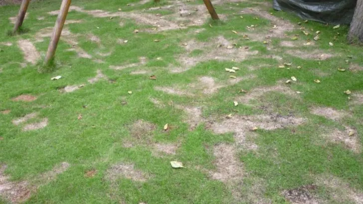 23 Things You Should Never Do To Your Lawn