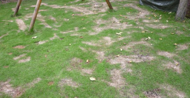 23 Things You Should Never Do To Your Lawn