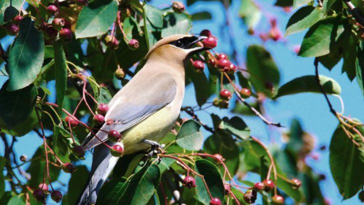 23 Trees That Attract Tons Of Wildlife To Your Yard