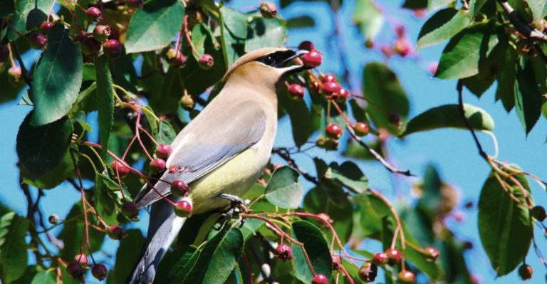 23 Trees That Attract Tons Of Wildlife To Your Yard