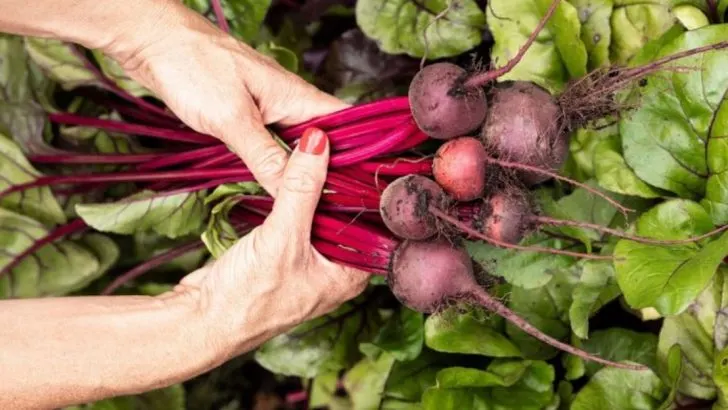 23 Vegetables That Will Thrive in Poor Soil Conditions