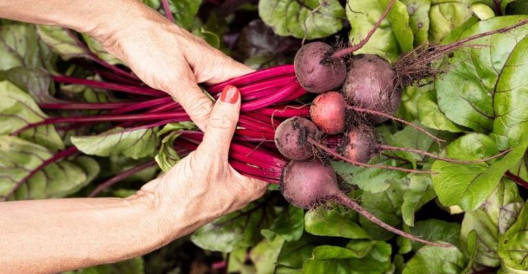 23 Vegetables That Will Thrive in Poor Soil Conditions