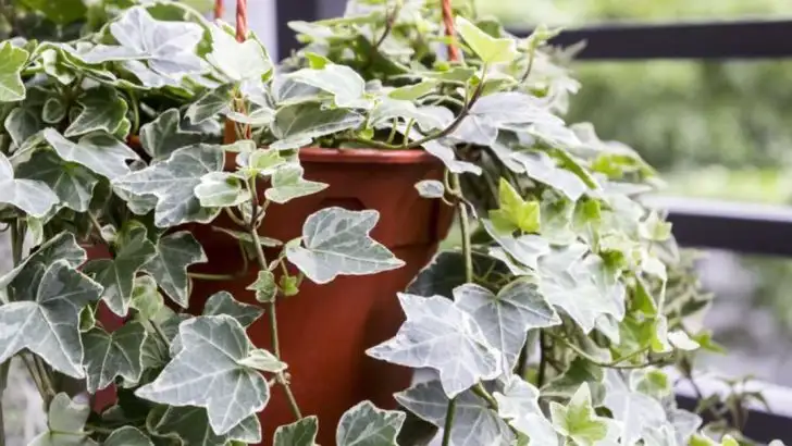 24 Air-Purifying Plants That Will Improve Your Home’s Air Quality