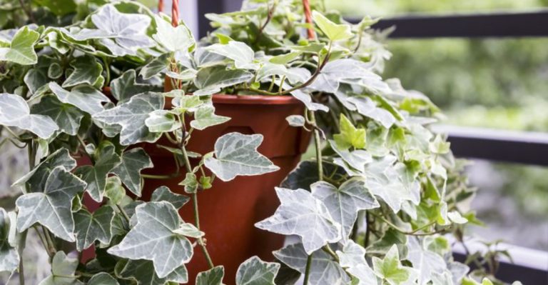 24 Air-Purifying Plants That Will Improve Your Home’s Air Quality