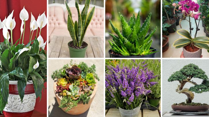 24 Best Plants to Give as Gifts