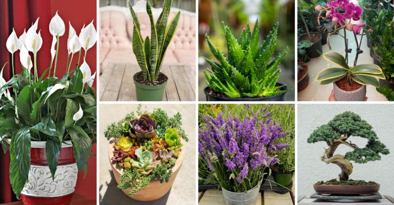 24 Best Plants to Give as Gifts