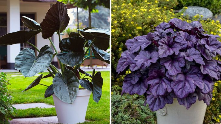 24 Breathtaking Black and Dark Foliage Perennials for a Dramatic Garden