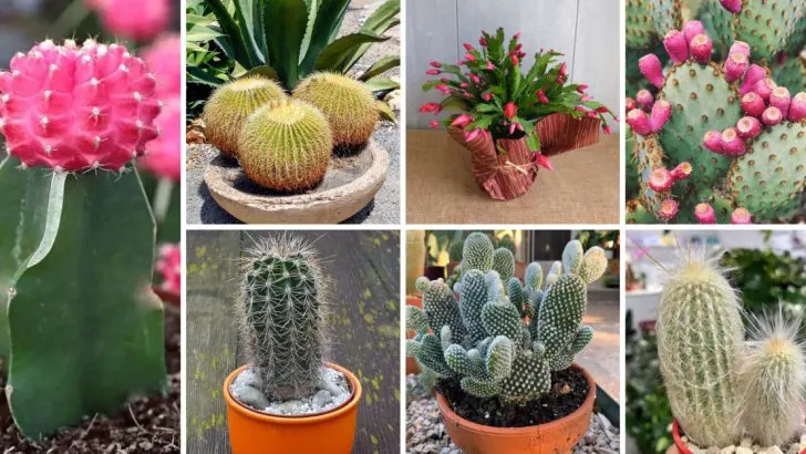 24 Different Types of Cactus to Keep Your Space Feeling Like Summer All Year Long