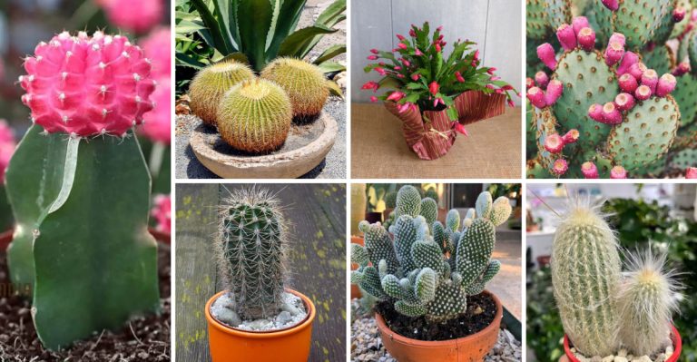 24 Different Types of Cactus to Keep Your Space Feeling Like Summer All Year Long