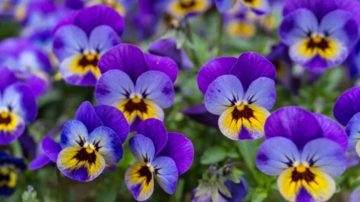 24 “Edimental” Plants That Make Your Garden Both Beautiful and Delicious