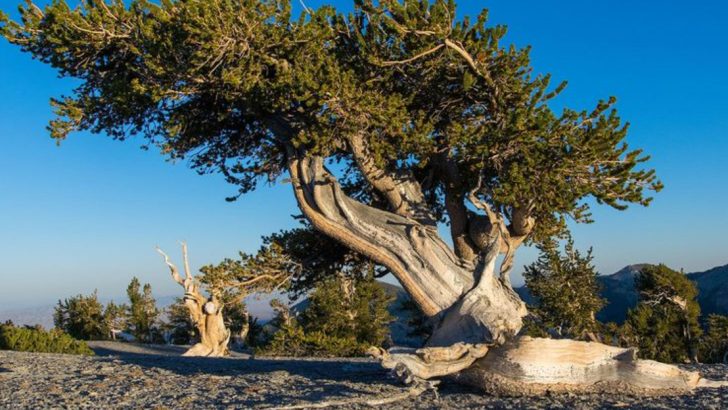 23 Living Fossil Plants That Have Hardly Changed for Millions of Years