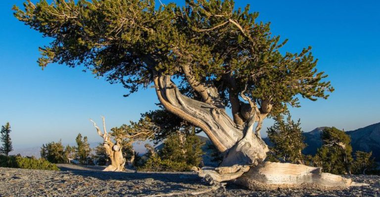23 Living Fossil Plants That Have Hardly Changed for Millions of Years