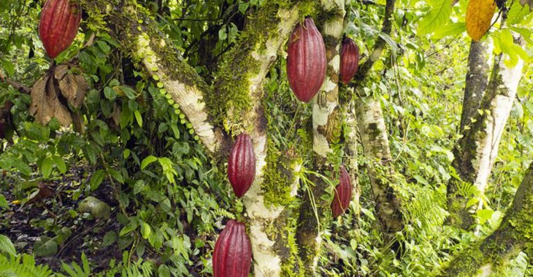 24 Plants That Have Special Meaning for Indigenous People