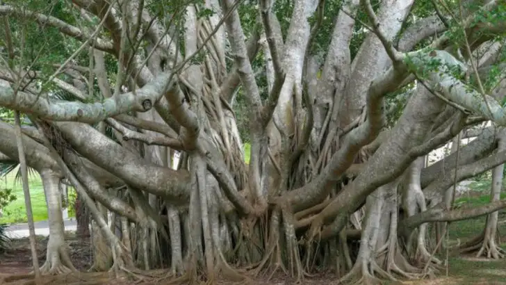 24 Plants That Survived the Dinosaur Era (and Still Thrive)