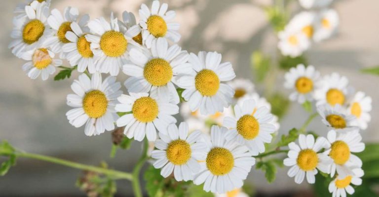 24 Plants That Were Used as Medicine for Centuries