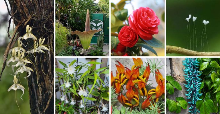 24 Rare Flowers That Will Make Your Garden Even More Unique