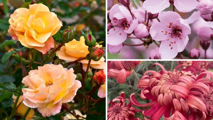 24 Striking Flowers That Will Define Garden Trends in 2025