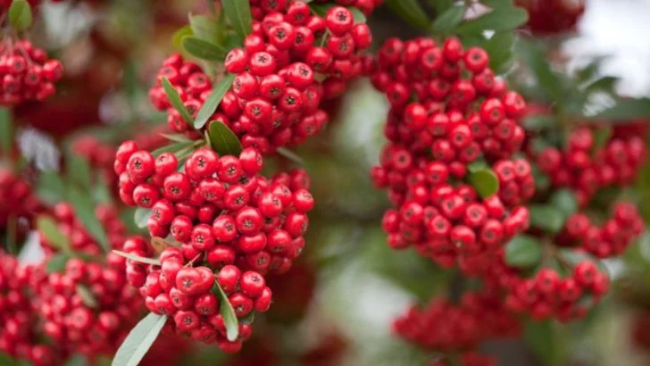 25 Beautiful Shrubs That Will Turn Your Yard Into a Birdwatching Paradise