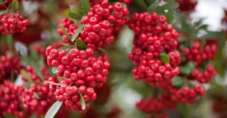 25 Beautiful Shrubs That Will Turn Your Yard Into a Birdwatching Paradise