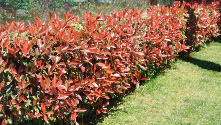 23 Best Plants for Creating a Soundproof Hedge