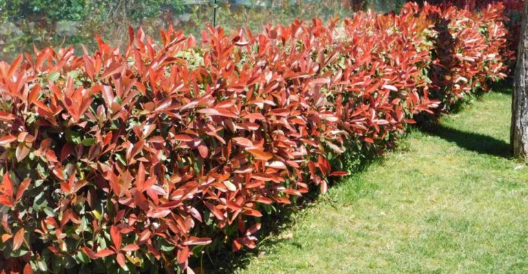 23 Best Plants for Creating a Soundproof Hedge