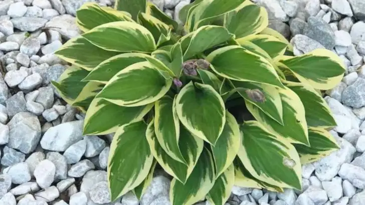 25 Best Rock Garden Plants for Sun or Shade