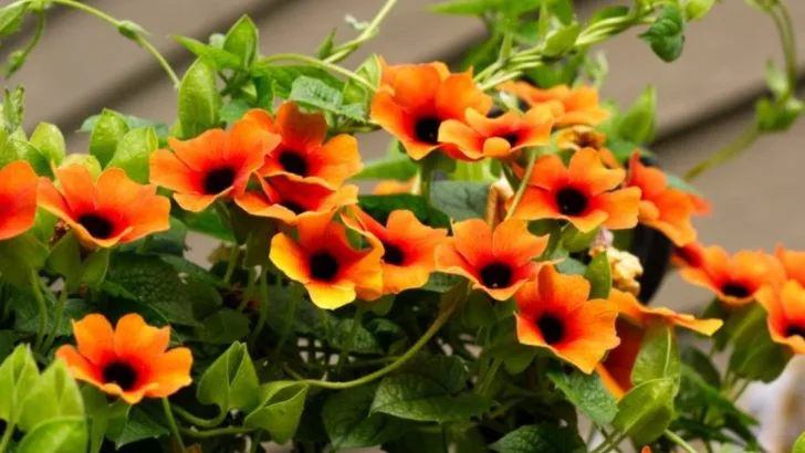 25 Best Vines for Containers That Will Transform Your Space