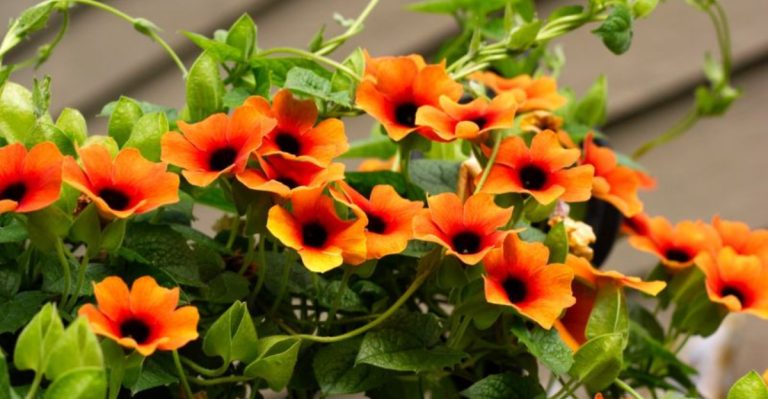25 Best Vines for Containers That Will Transform Your Space