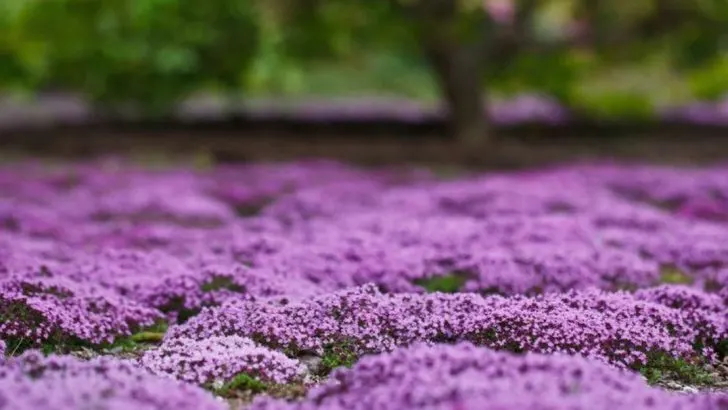 25 Flowering Ground Covers That Spread Like Crazy