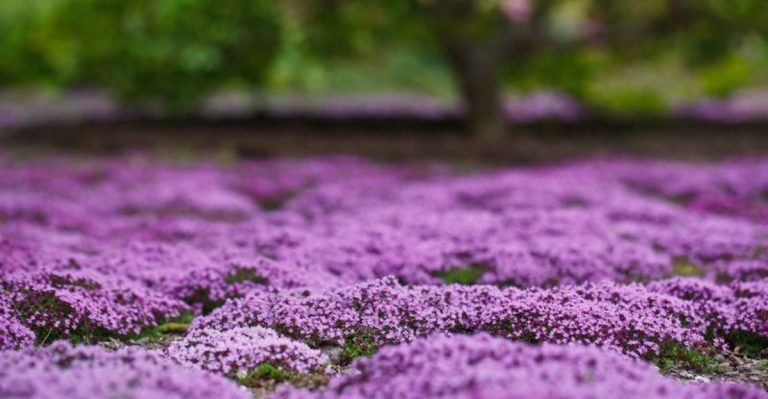 25 Flowering Ground Covers That Spread Like Crazy