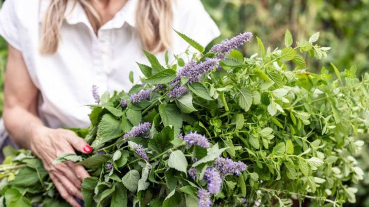 25 Fragrant Herbs That Make Your Garden Smell Incredible