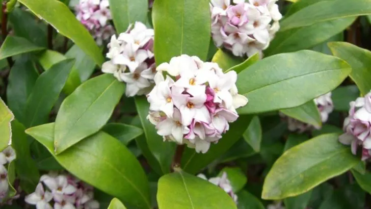 25 Fuss-Free Plants That Add Beauty and Fragrance to Your Garden