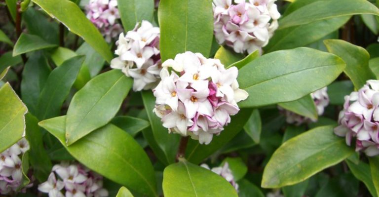 25 Fuss-Free Plants That Add Beauty and Fragrance to Your Garden