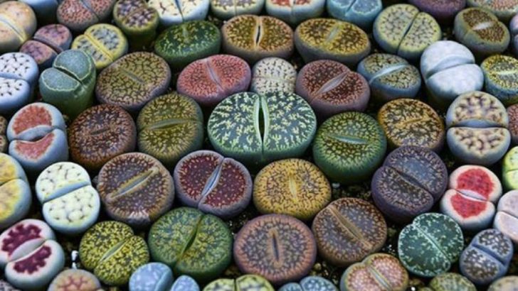 25 Incredible Succulents That Look Like Something from a Fantasy World