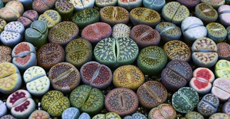 25 Incredible Succulents That Look Like Something from a Fantasy World