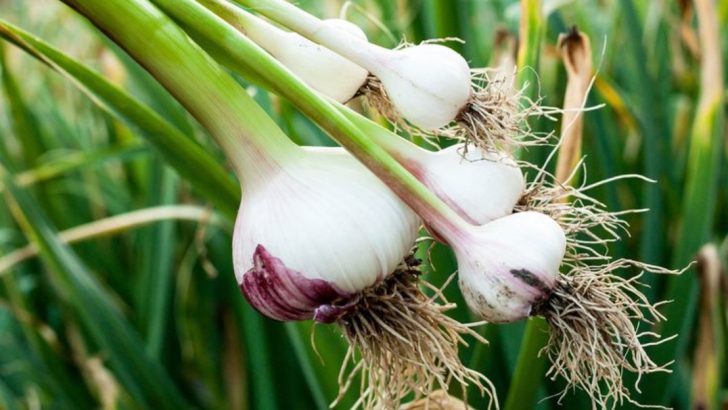 24 Perennial Vegetables You Can Plant Once and Harvest Forever