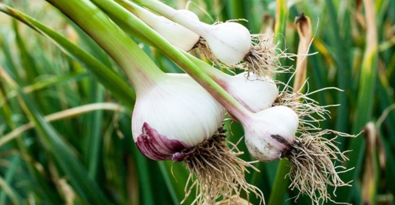 24 Perennial Vegetables You Can Plant Once and Harvest Forever