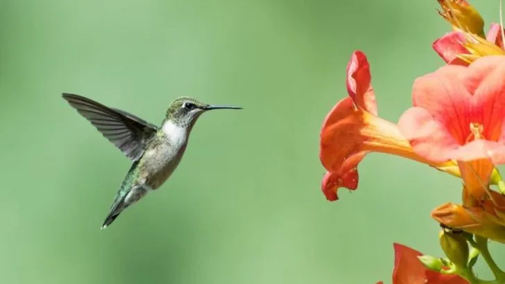 25 Perennials That Attract Hummingbirds Like a Magnet