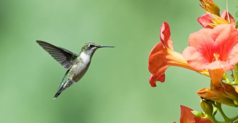 25 Perennials That Attract Hummingbirds Like a Magnet