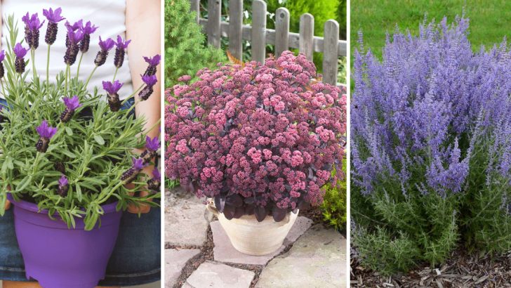 25 Plants That Will Survive a Dry Summer in the Garden