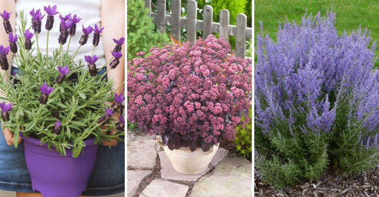 25 Plants That Will Survive a Dry Summer in the Garden