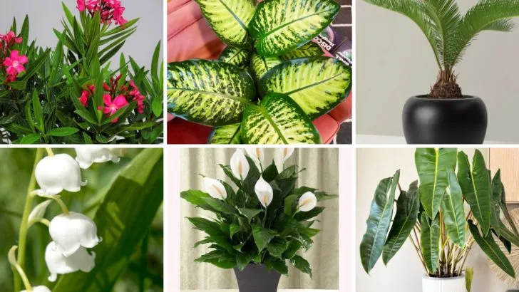 25 Poisonous Plants and Flowers You Should Never Keep at Home