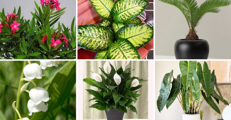 25 Poisonous Plants and Flowers You Should Never Keep at Home