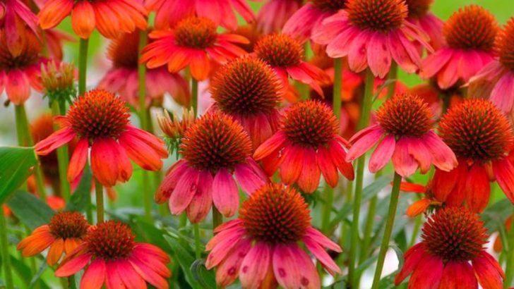 24 Ravishing Red Perennials That Keep Your Garden Glowing Season After Season