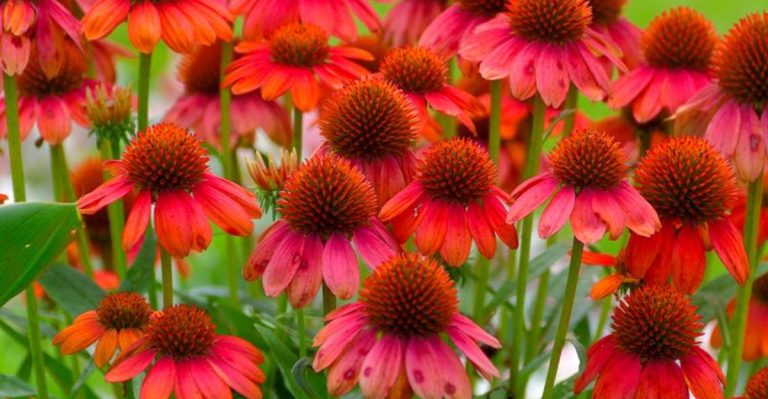 24 Ravishing Red Perennials That Keep Your Garden Glowing Season After Season