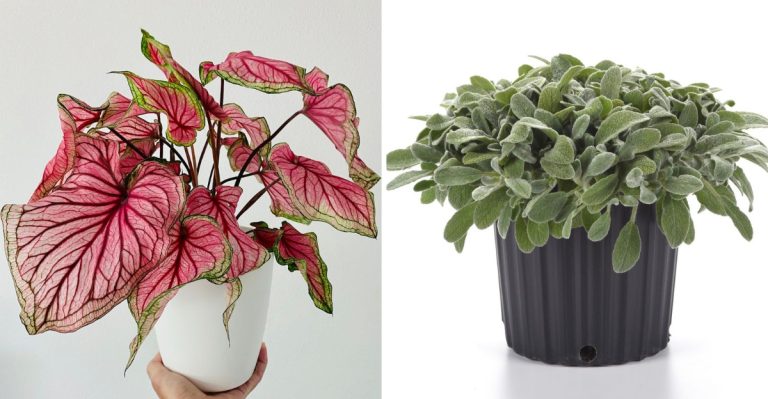 25 Stunning Flowering Plants That Shine Even Without Blooms