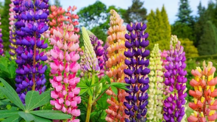 25 Tall Flowers That Will Take Your Garden from Good to Gorgeous