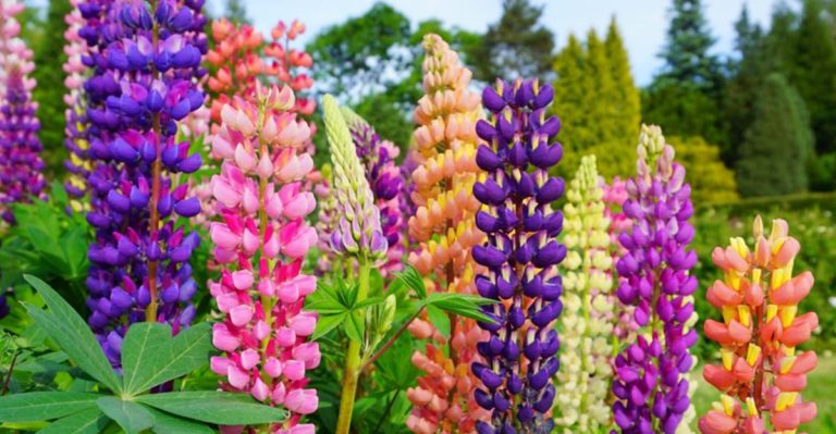 25 Tall Flowers That Will Take Your Garden from Good to Gorgeous