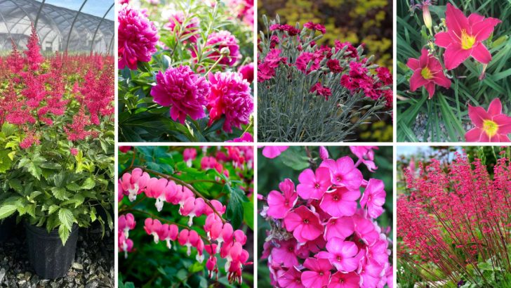 26 Eye-Catching Pink Perennials That Keep Blooming Year After Year